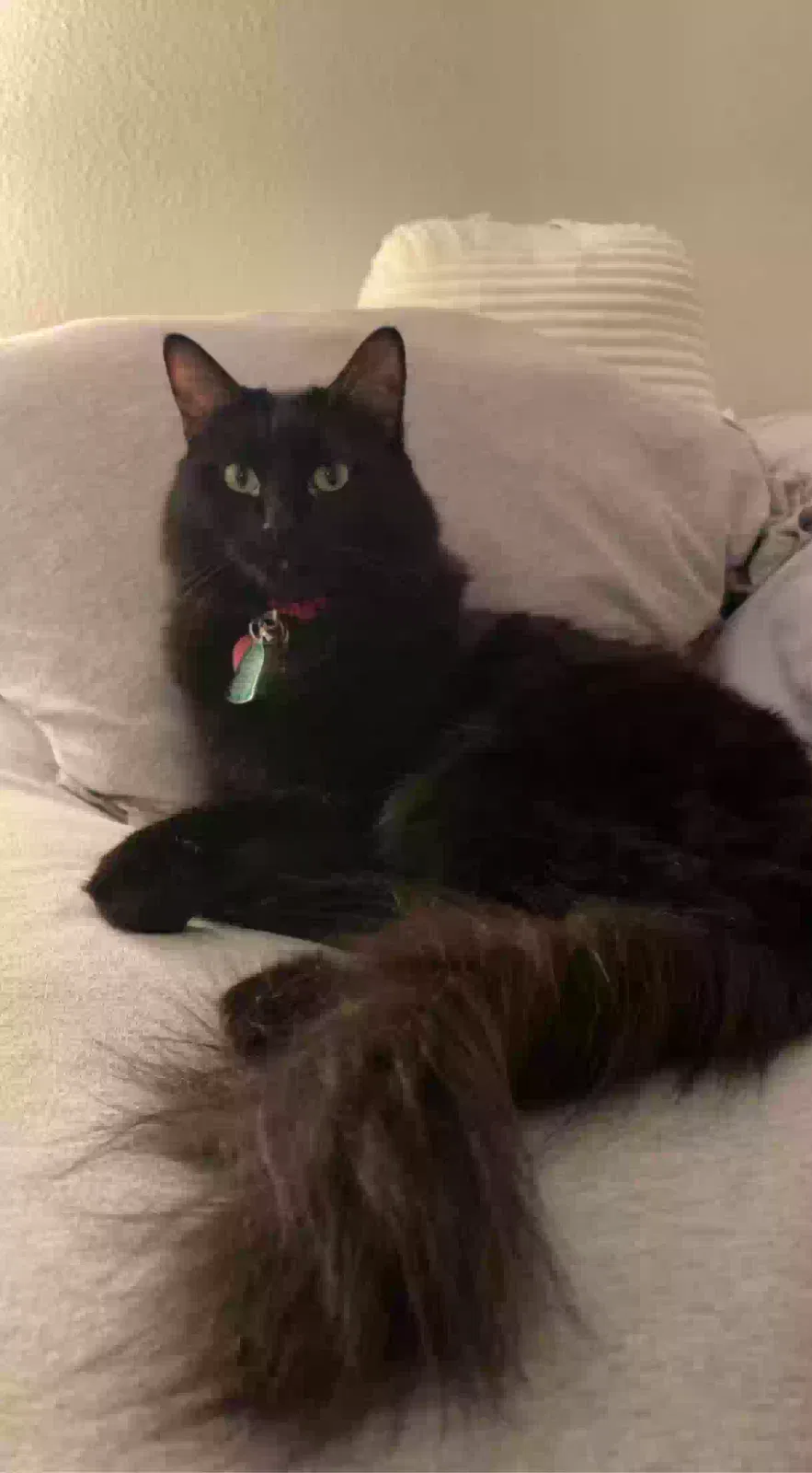 Lost cat in Denver, CO, 80249