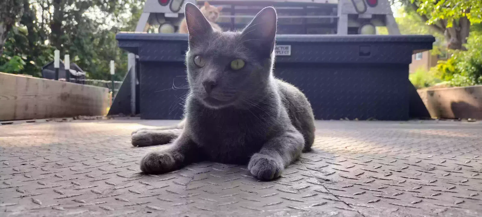 Lost cat in Mount Airy, NC, 27030