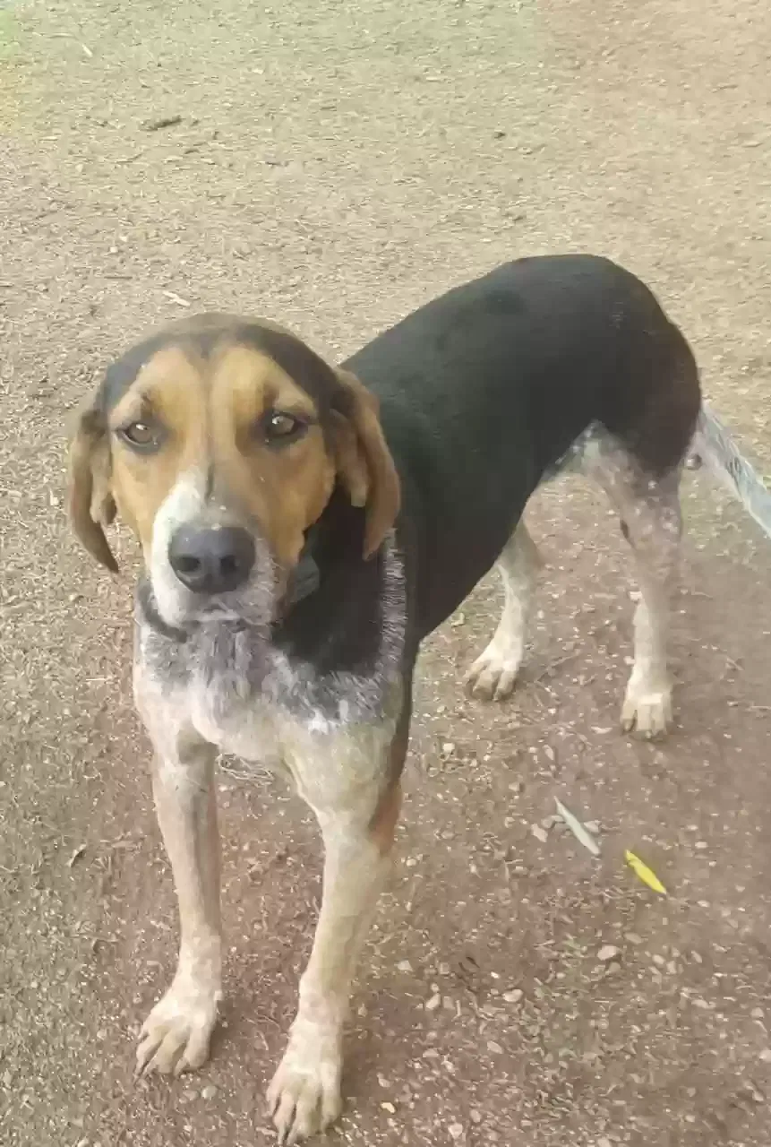 Lost dog in Belen, NM, 87002