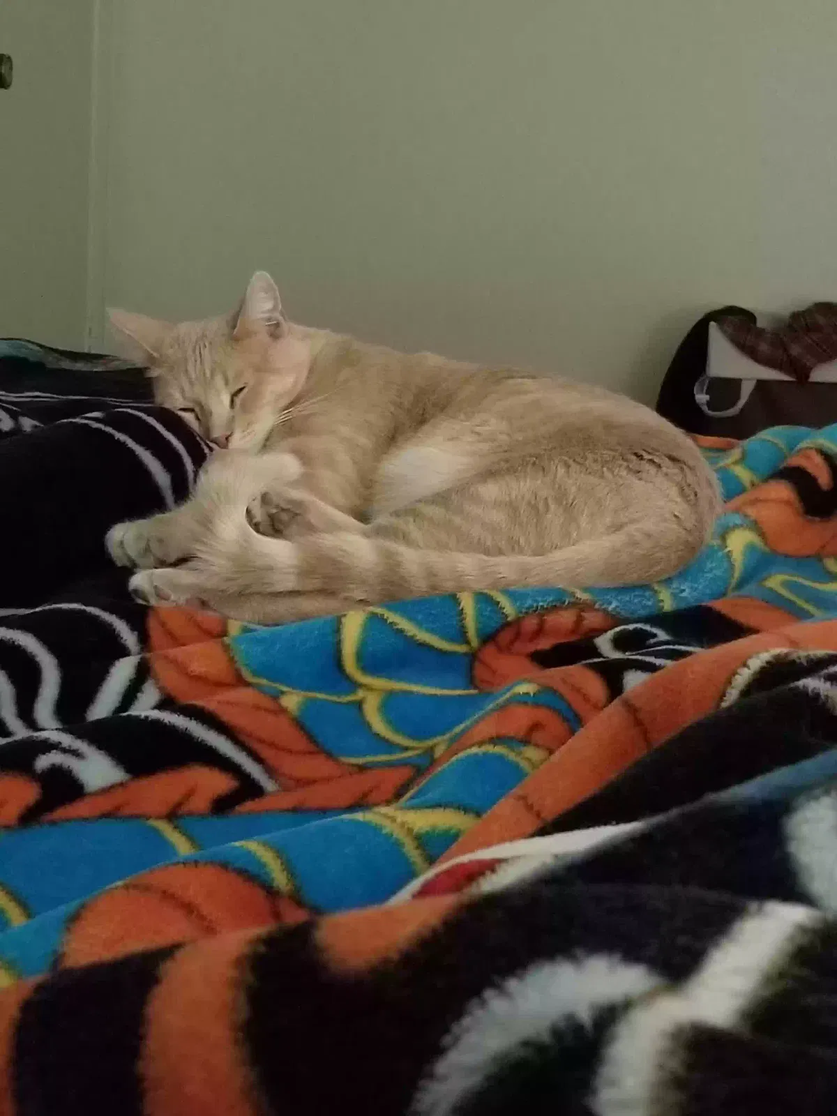 Lost cat in Lemoore, CA, 93245