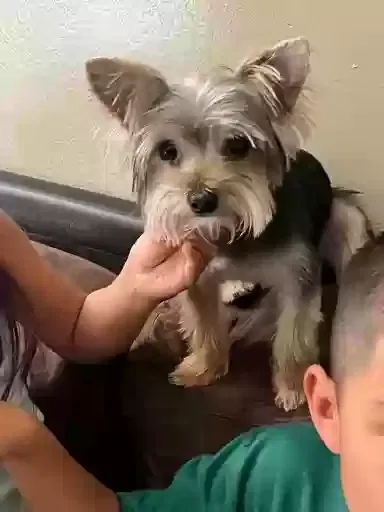 Lost dog in Los Angeles, CA, 90001