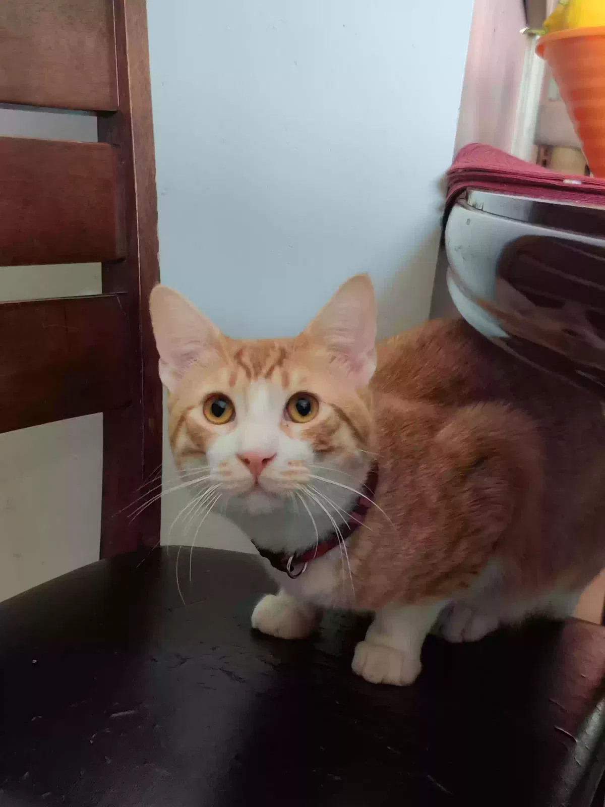 Lost cat in Tempe, AZ, 85281