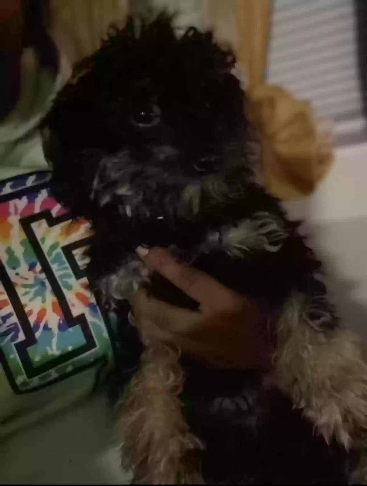 Lost dog in Greenville, SC, 29611