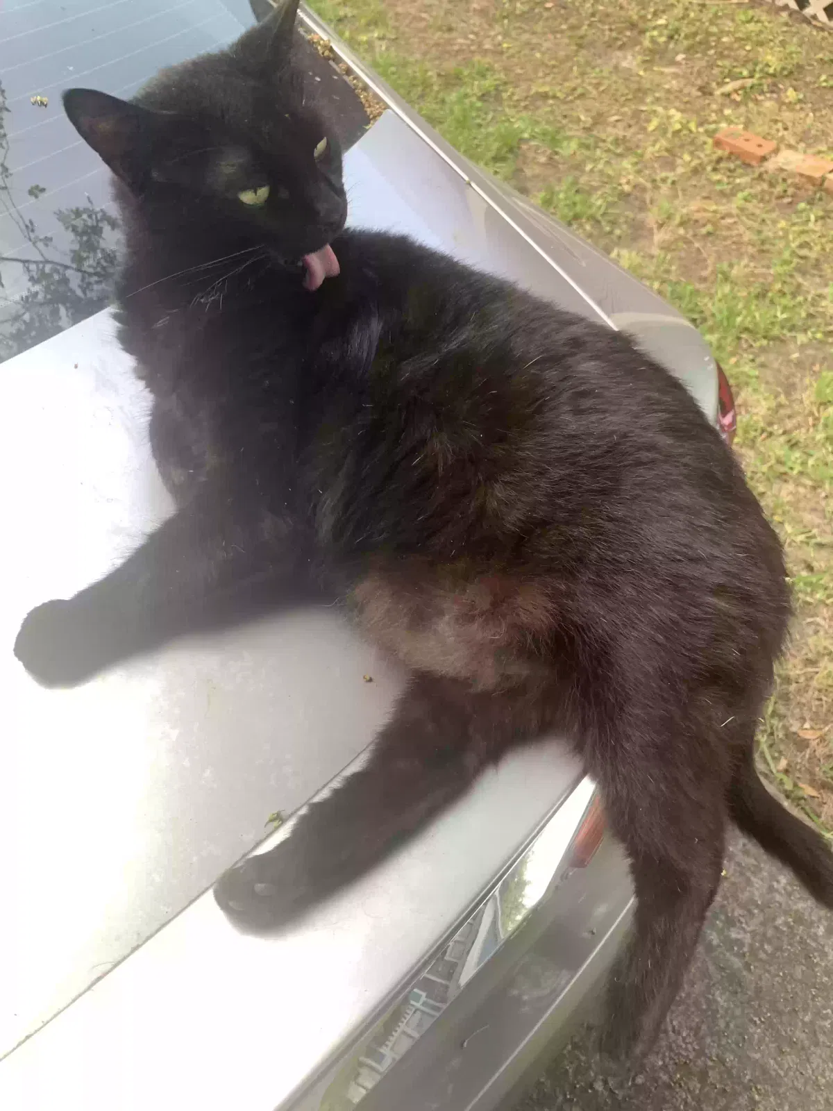 Lost cat in Houston, TX, 77009