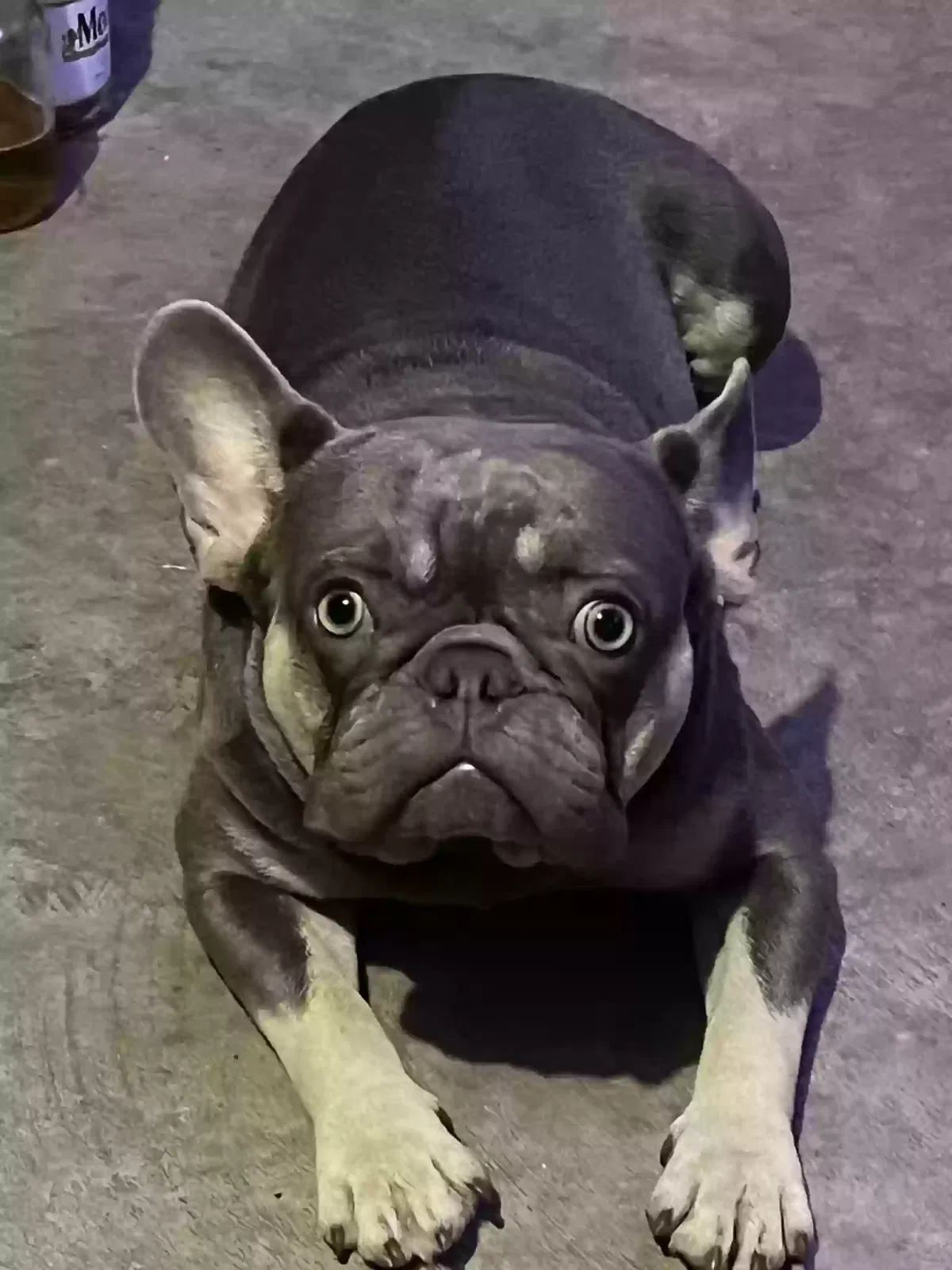 Lost dog in Kissimmee, FL, 34759