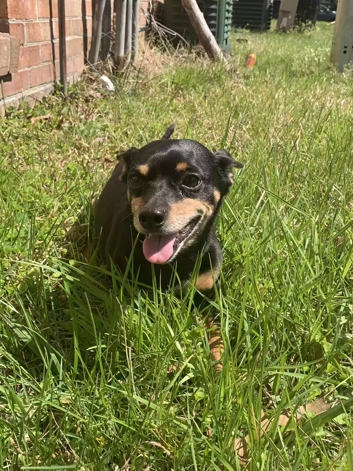 Lost dog in Winchester, CA, 92596