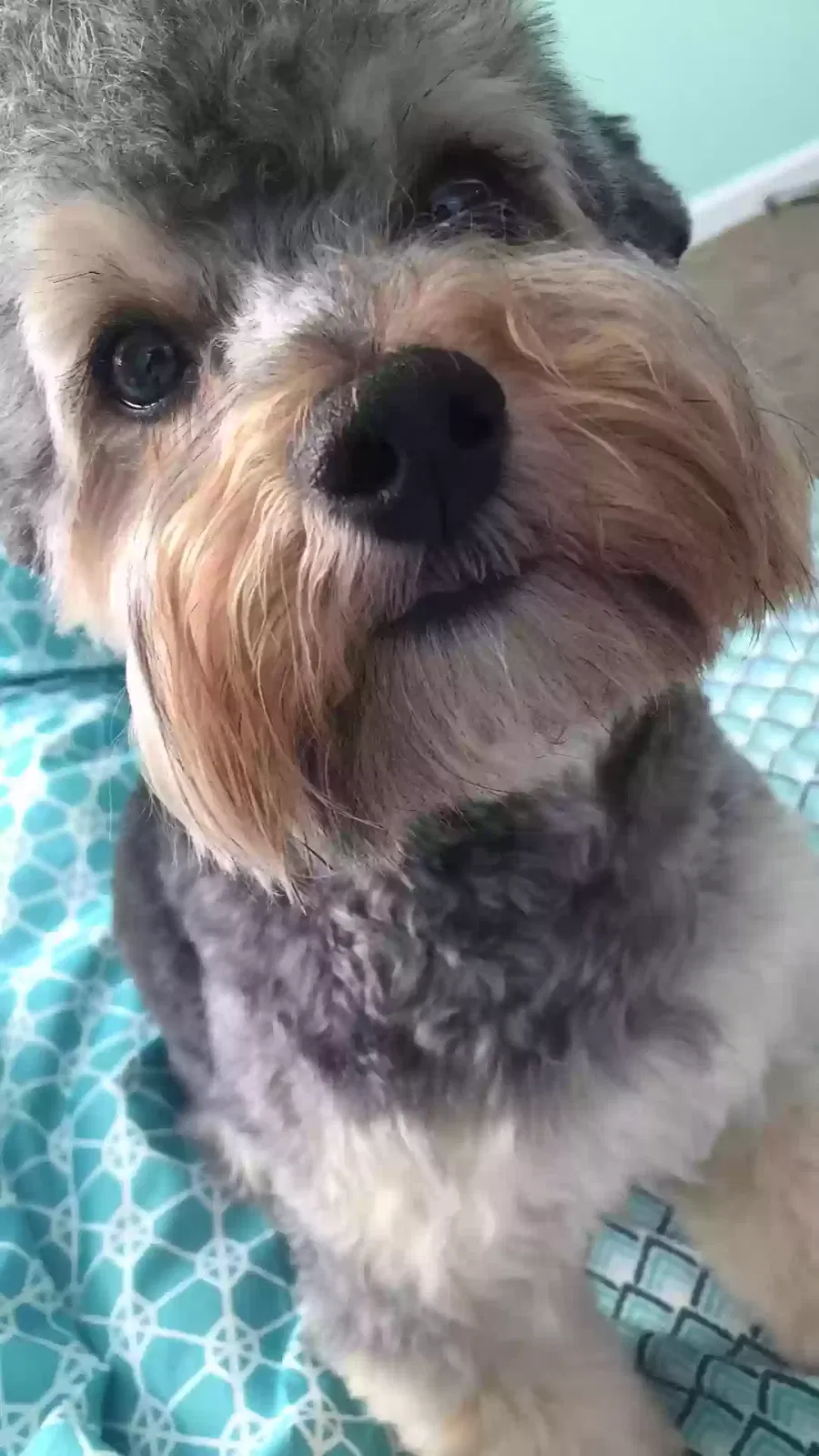 Lost dog in Winston Salem, NC, 27127