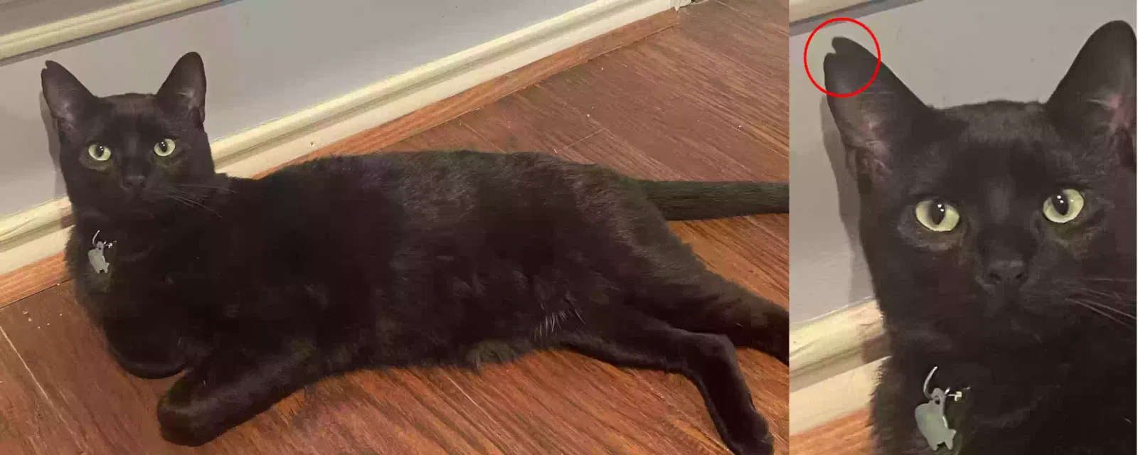Lost cat in Dallas, TX, 75231