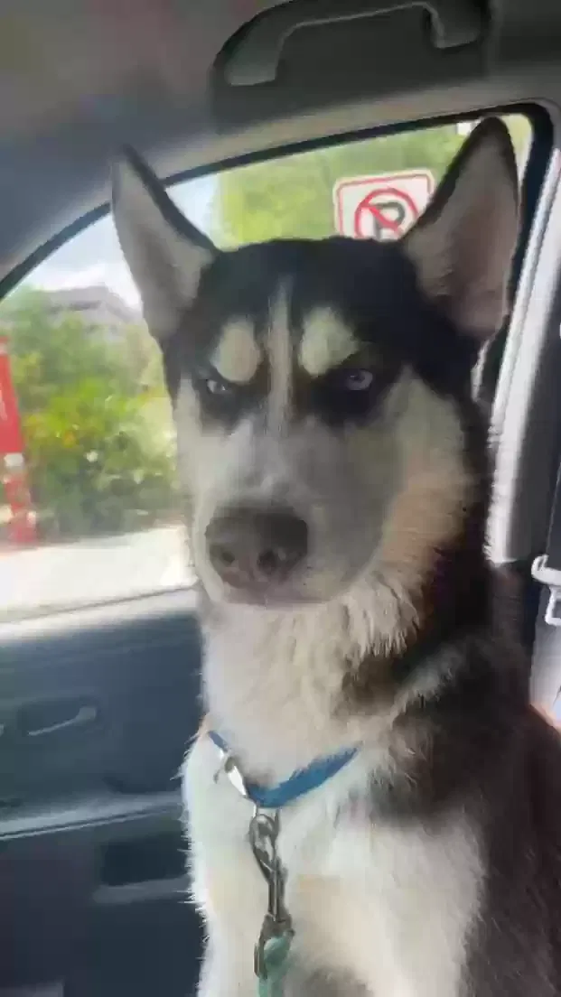 Lost dog in Amite, LA, 70422