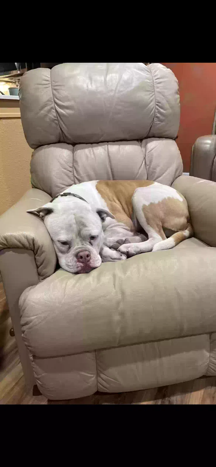 Lost dog in Stockton, CA, 95205