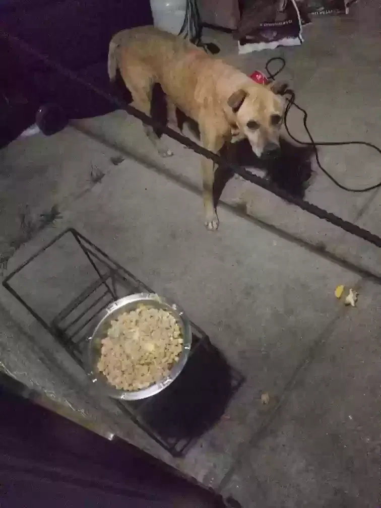 Lost dog in Torrance, CA, 90502
