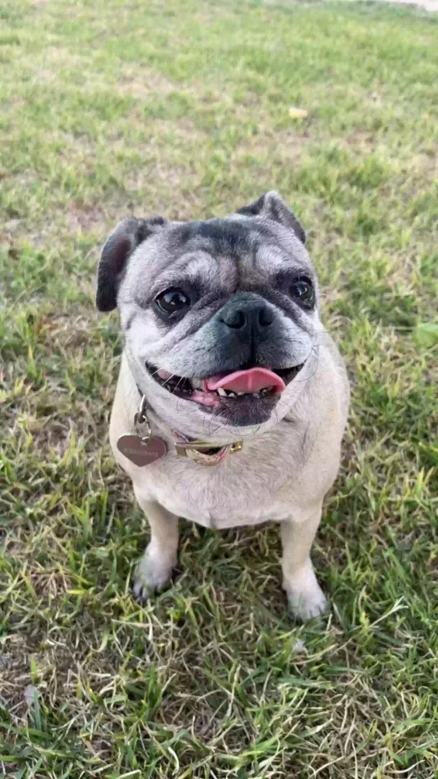 Lost dog in Reseda, CA, 91335
