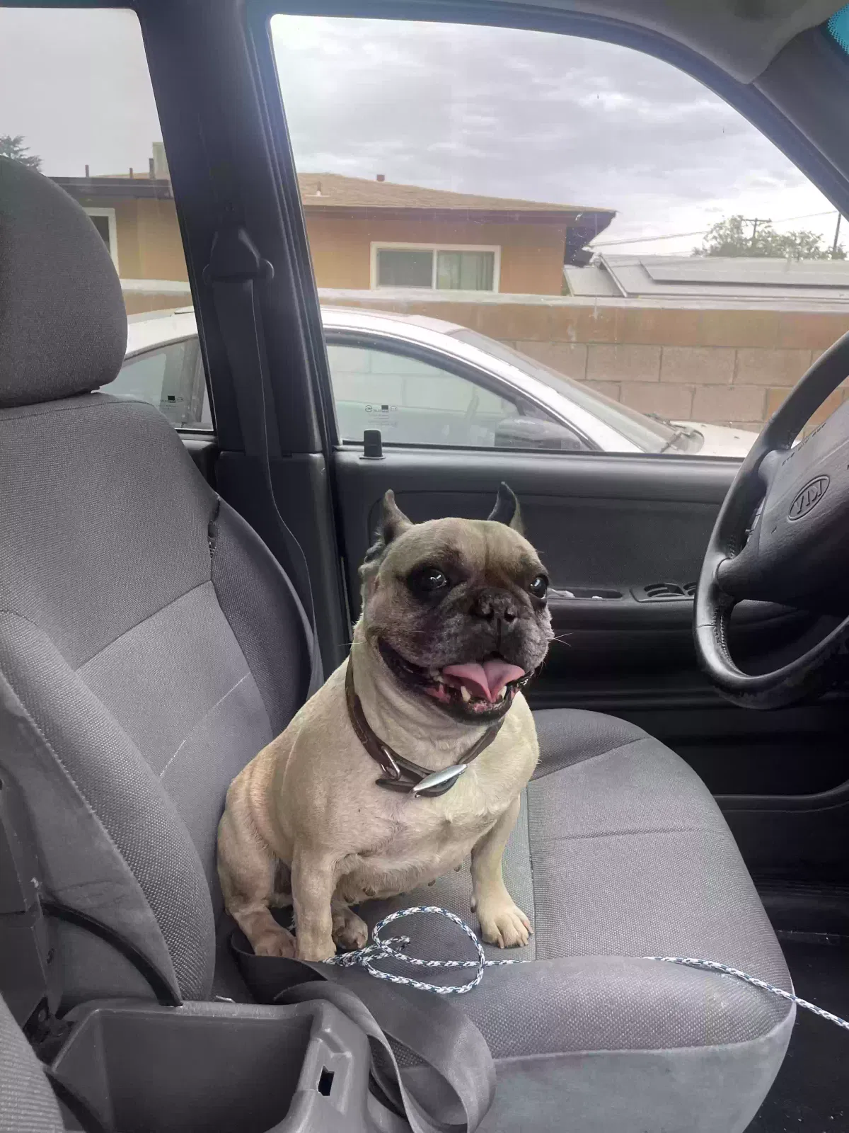 Lost dog in Lancaster, CA, 93534
