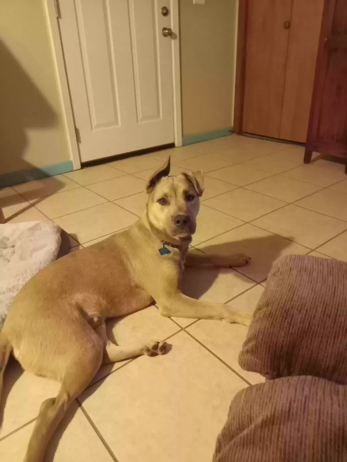 Lost dog in Hot Springs National Park, AR, 71913