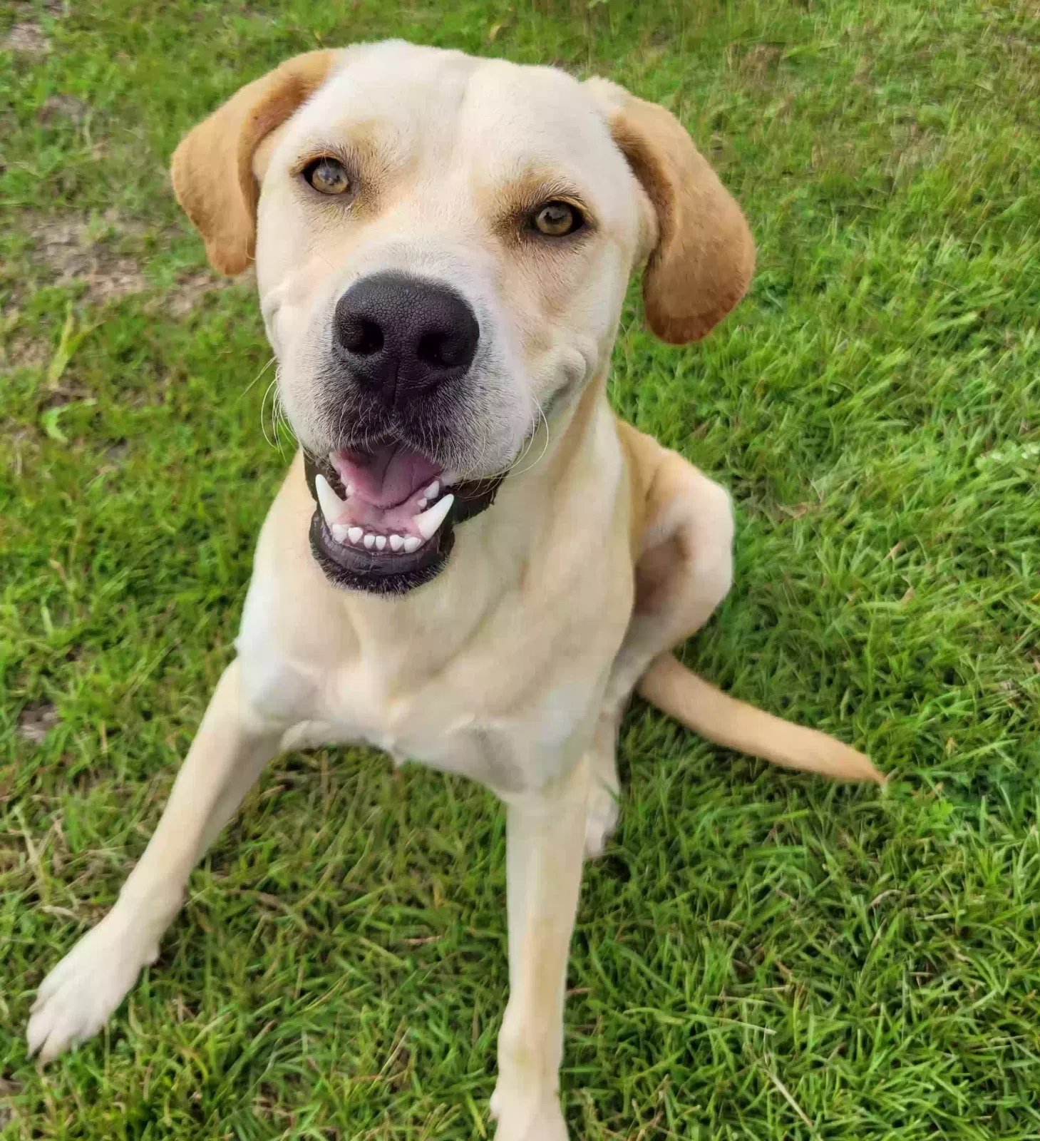 Lost dog in Gainesville, FL, 32608