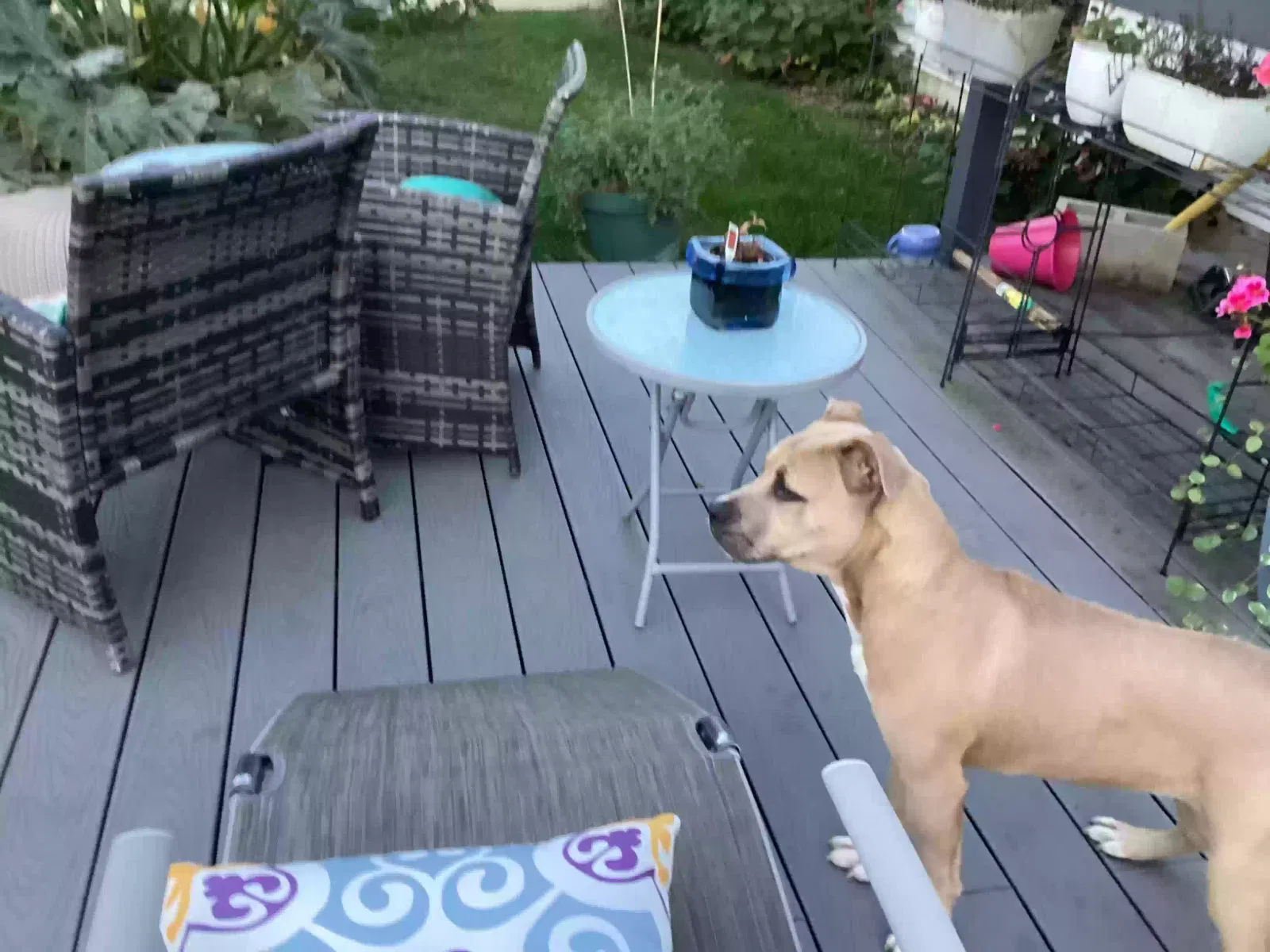 Found dog in Crete, IL, 60417