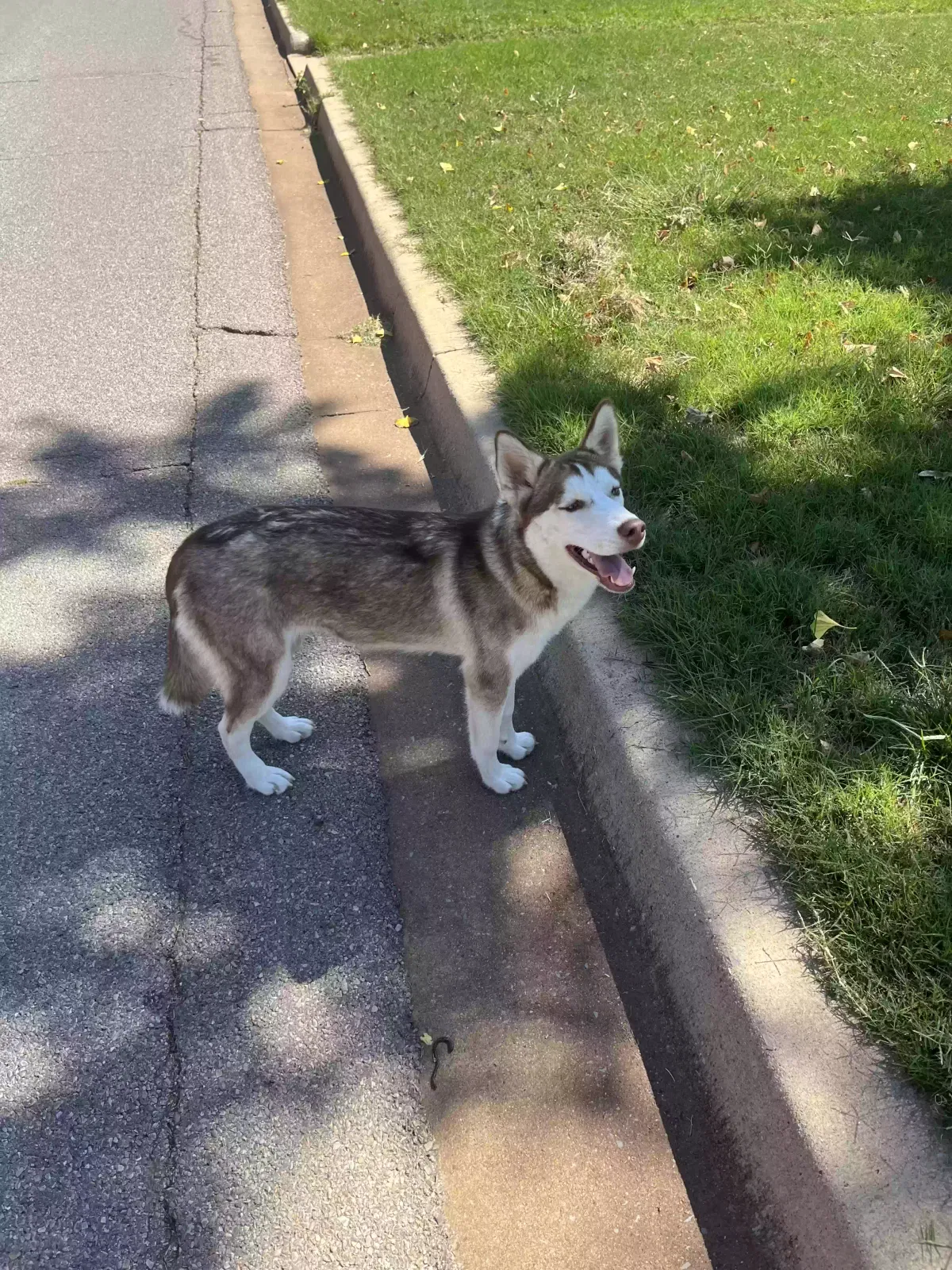 Found dog in Elk City, OK, 73644