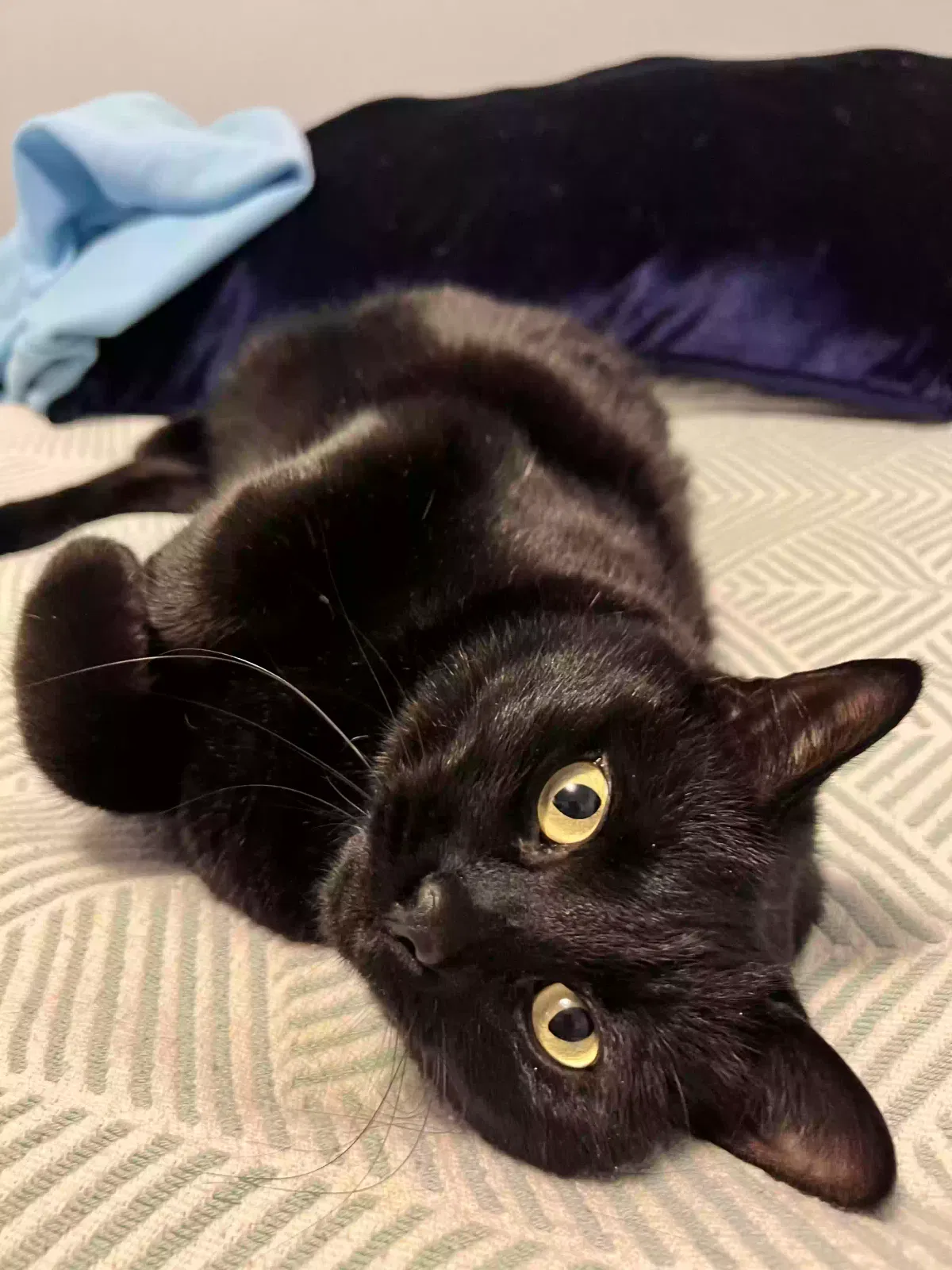 Lost cat in Reno, NV, 89512