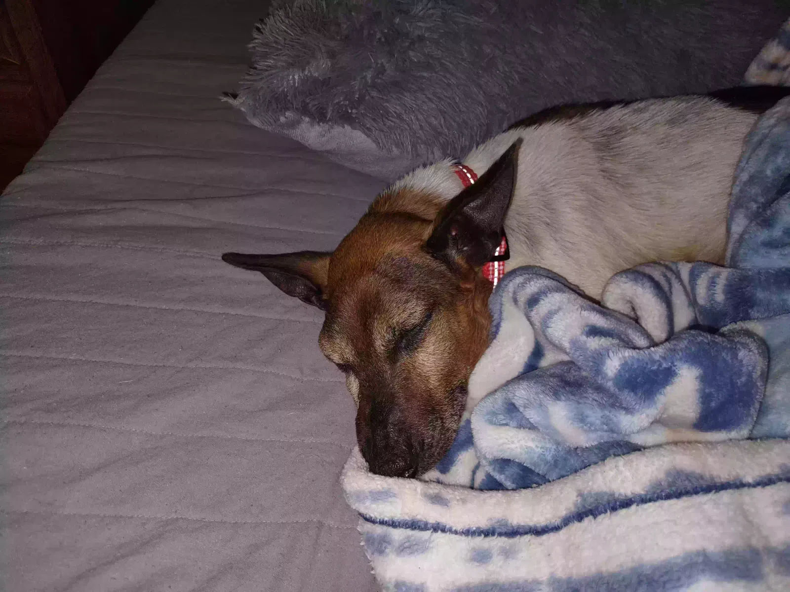 Lost dog in Hendersonville, TN, 37075