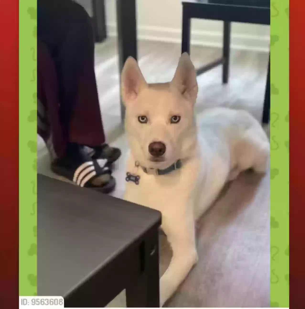 Lost dog in Goldsboro, NC, 27534