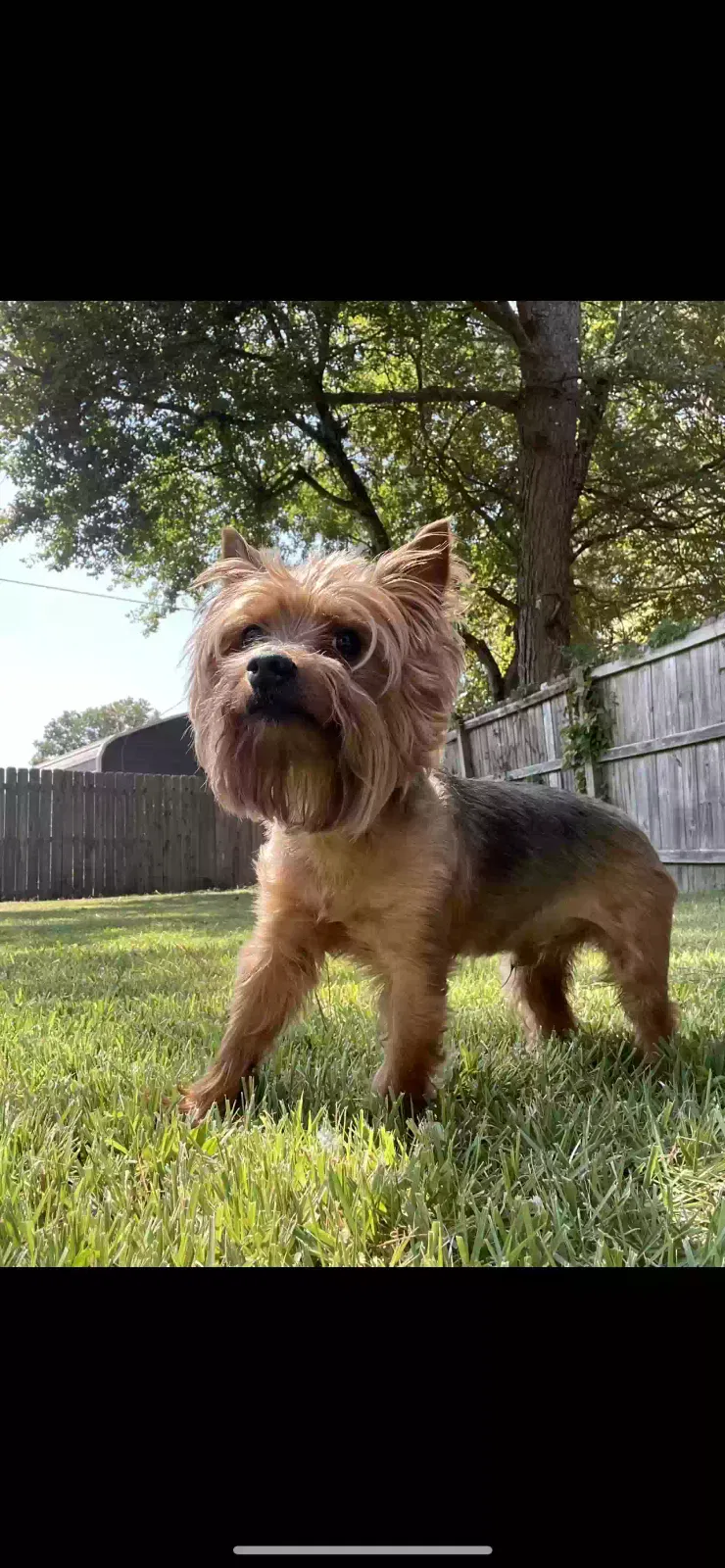 Lost dog in Memphis, TN, 38115