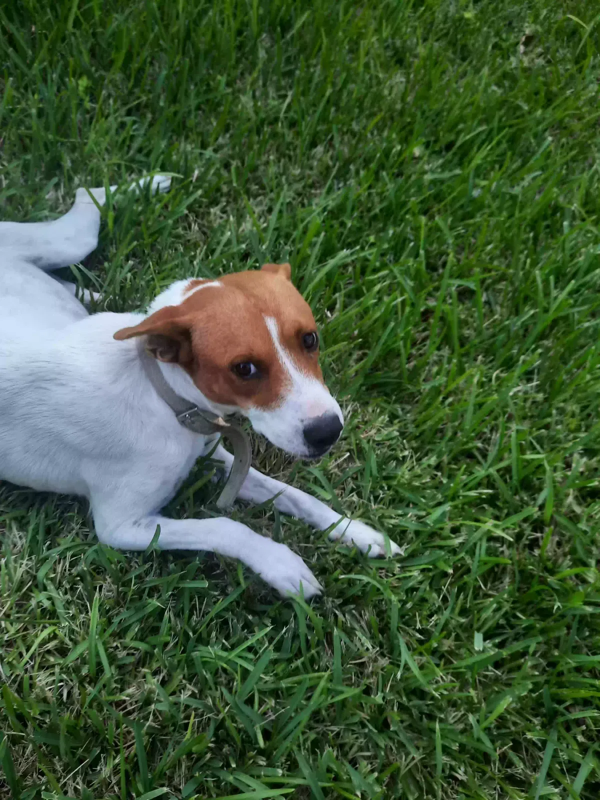 Found dog in Edinburg, TX, 78542