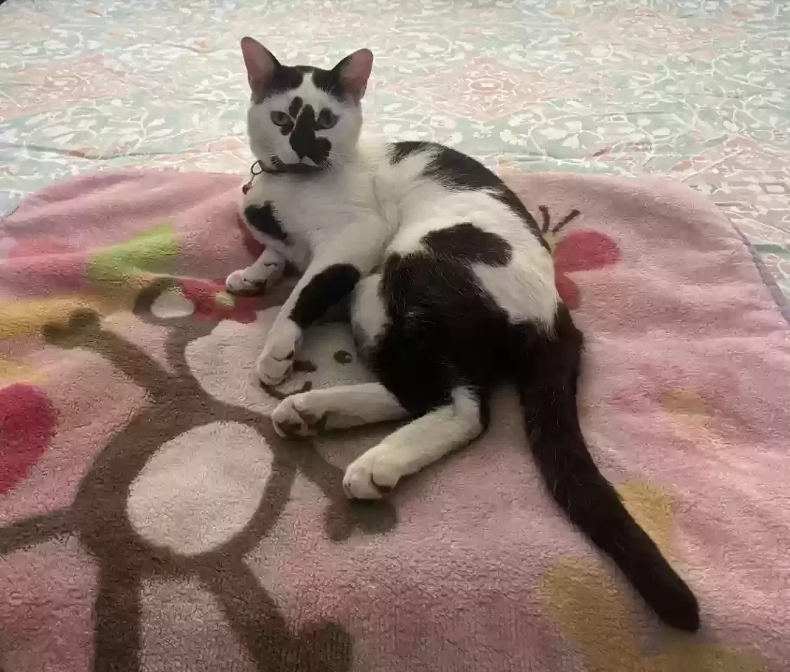 Lost cat in Ontario, CA, 91762