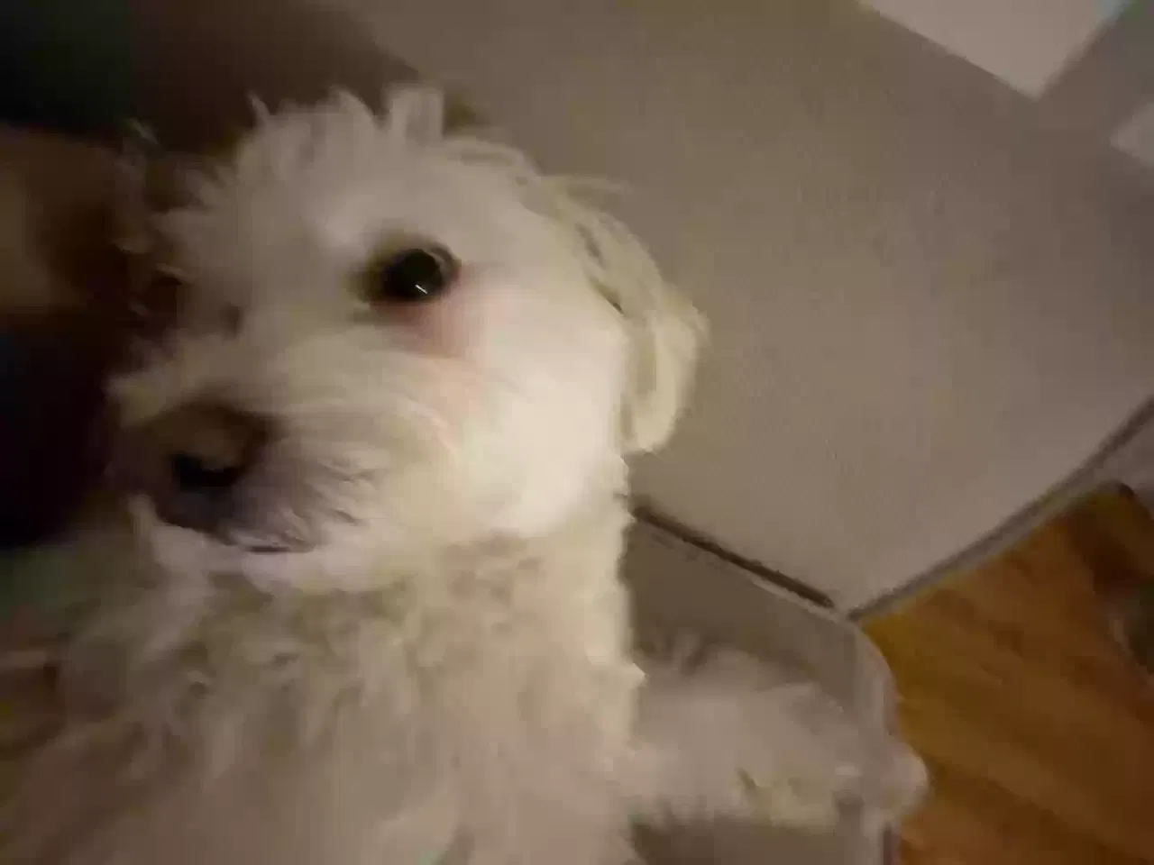 Lost dog in West Haven, CT, 6516