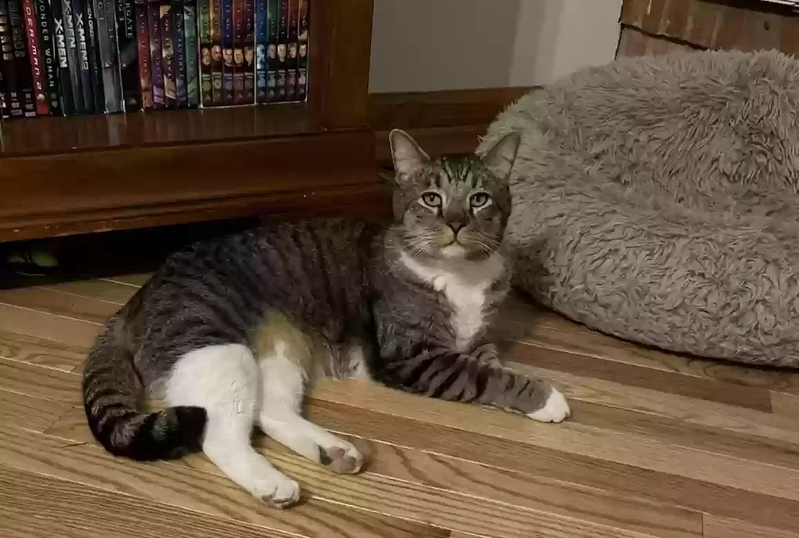 Lost cat in Milford, OH, 45150