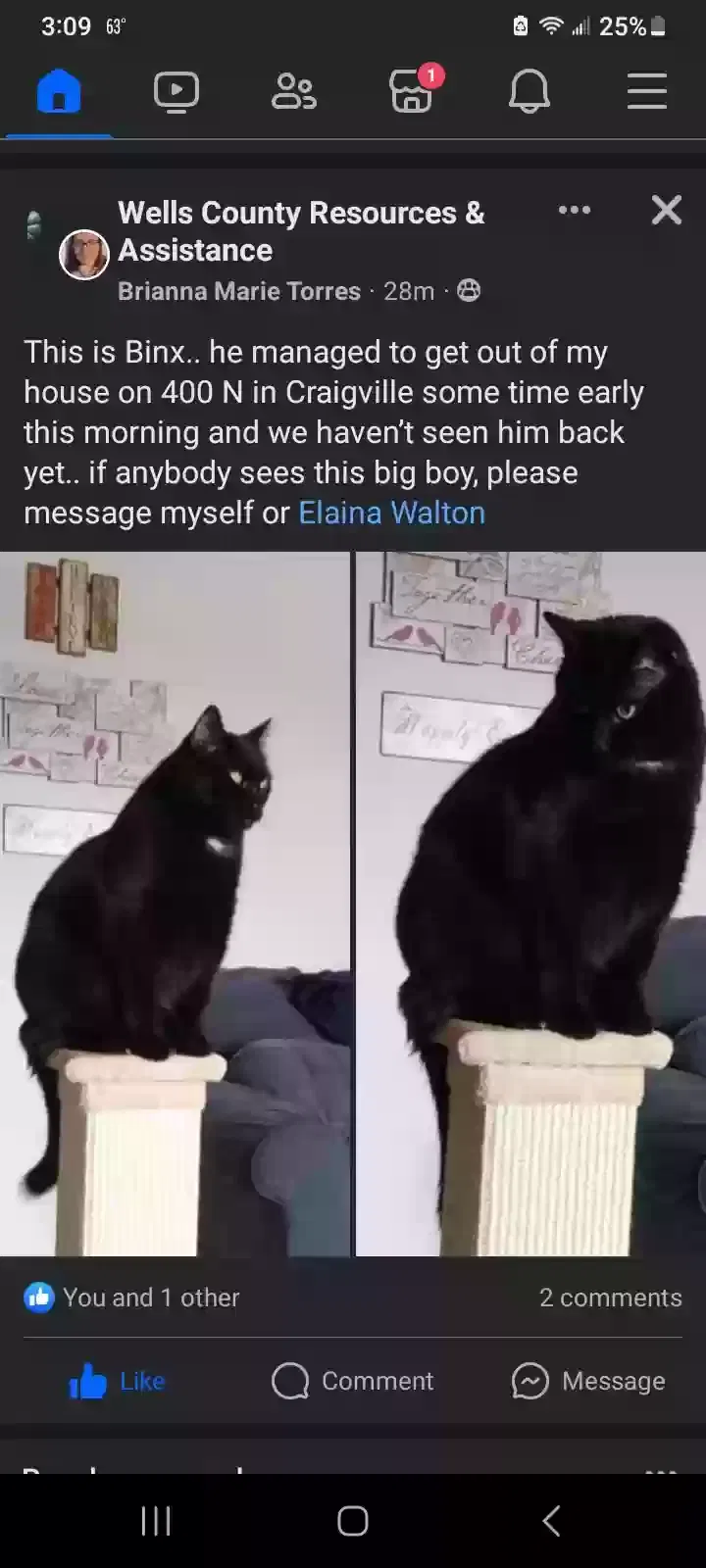 Lost cat in Berne, IN, 46711