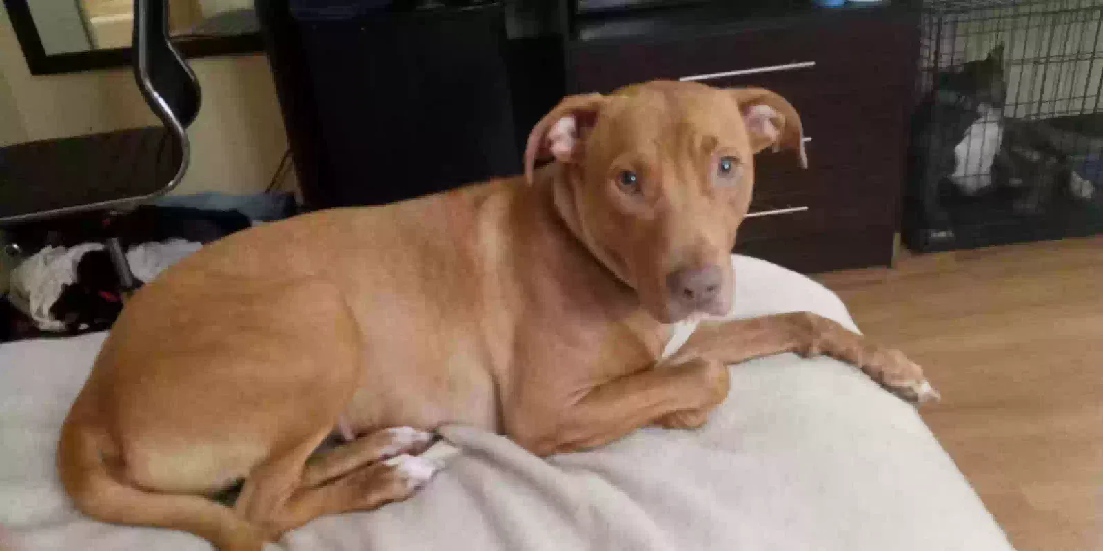 Lost dog in Aiken, SC, 29801
