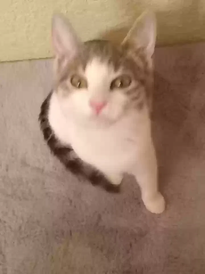 Lost cat in Santa Teresa, NM, 88008