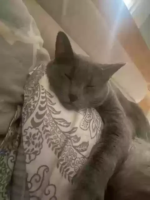 Lost cat in Mechanicsville, VA, 23111