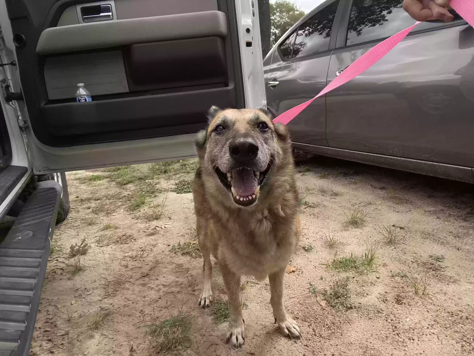 Found dog in Elmendorf, TX, 78112