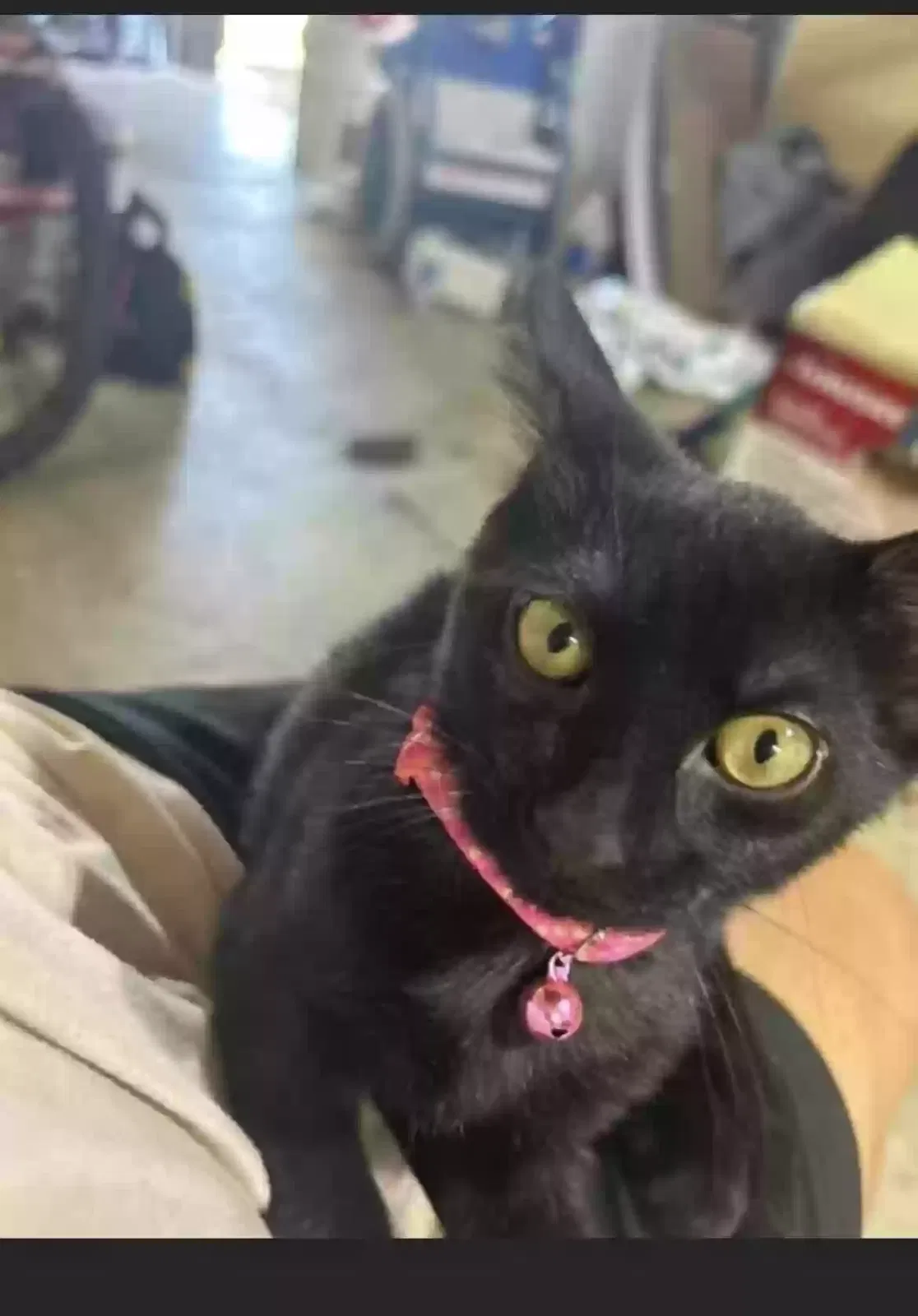 Lost cat in Keller, TX, 76244