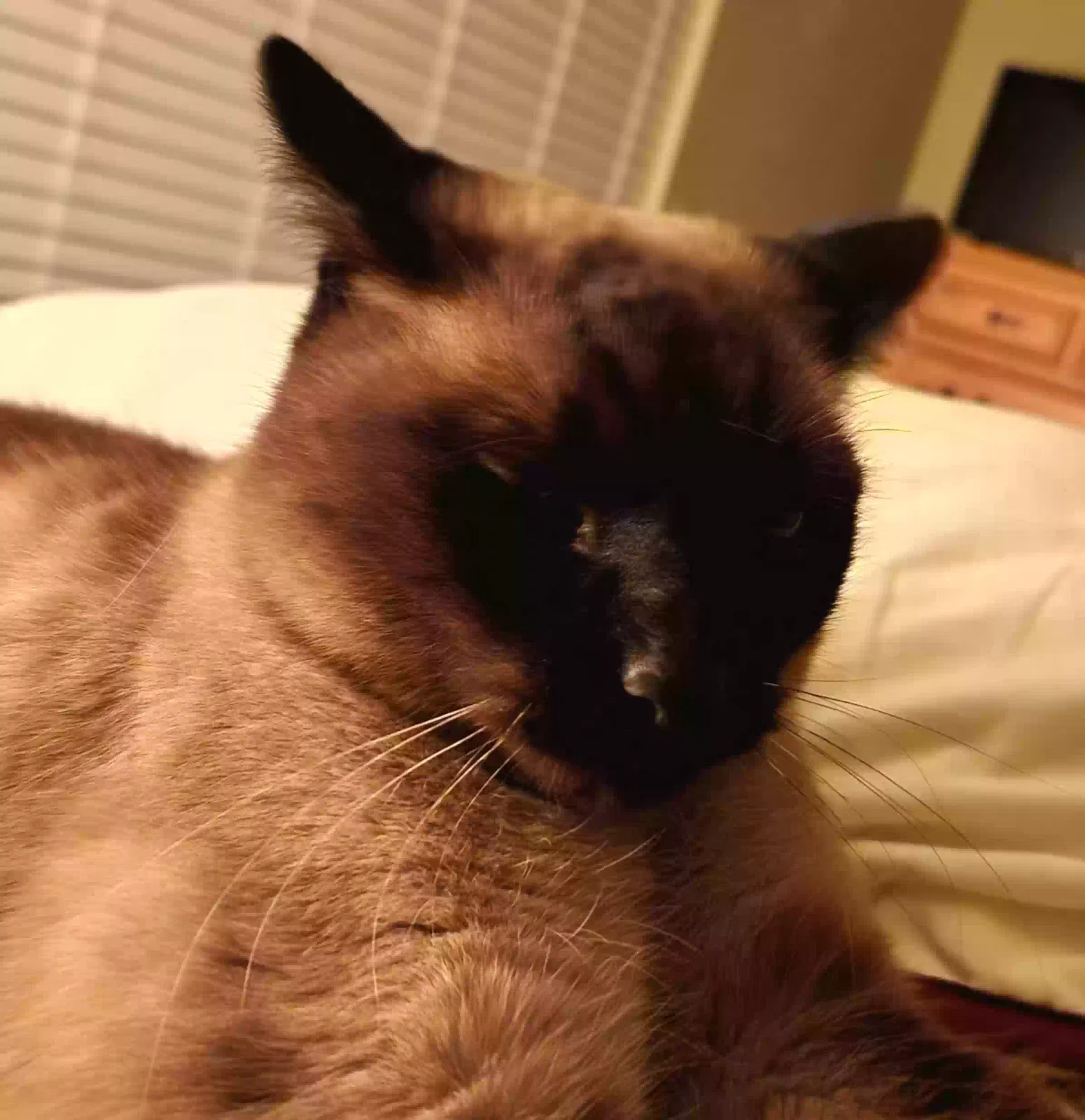 Lost cat in Aurora, CO, 80013