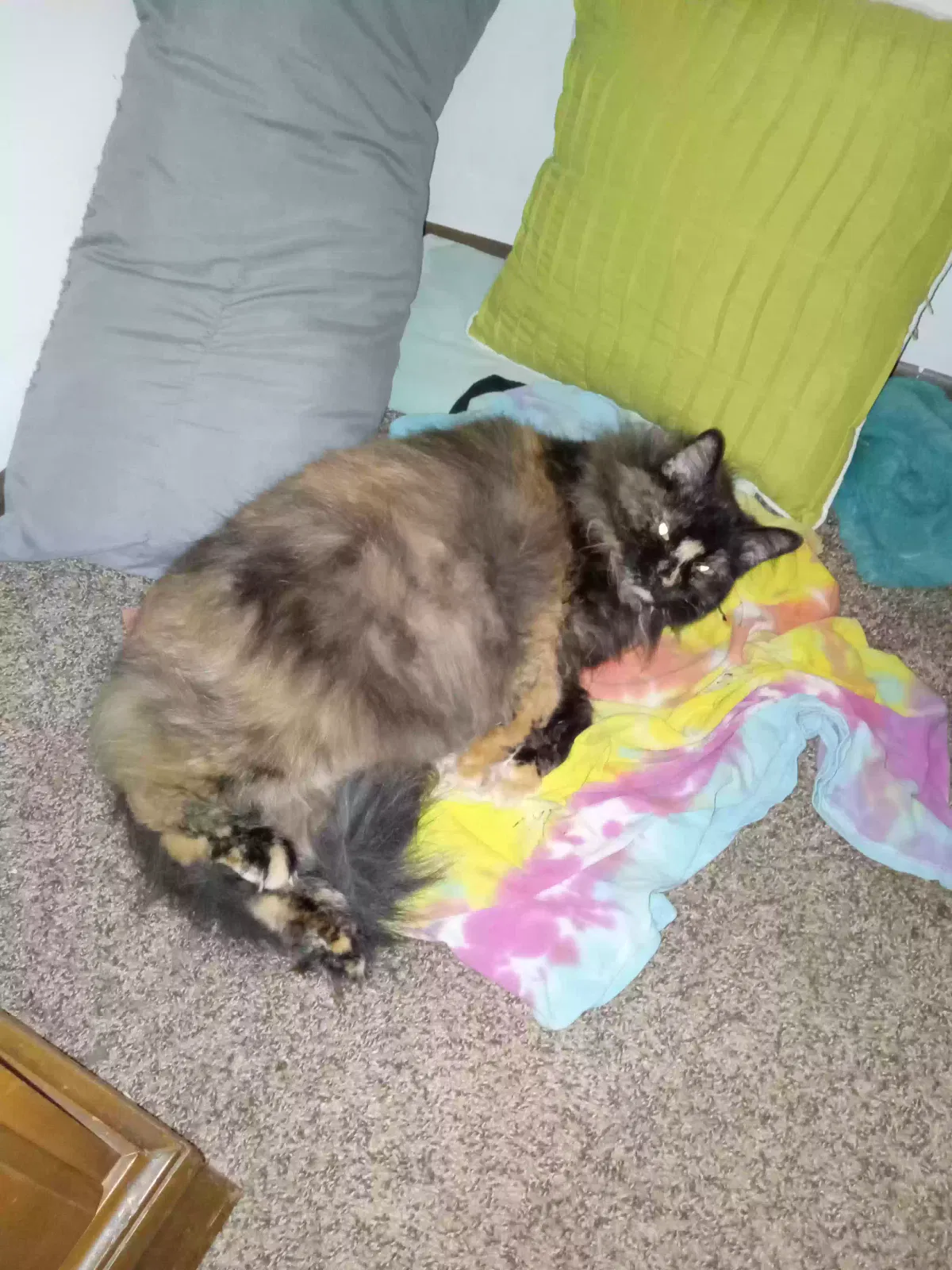 Lost cat in Craigville, IN, 46731