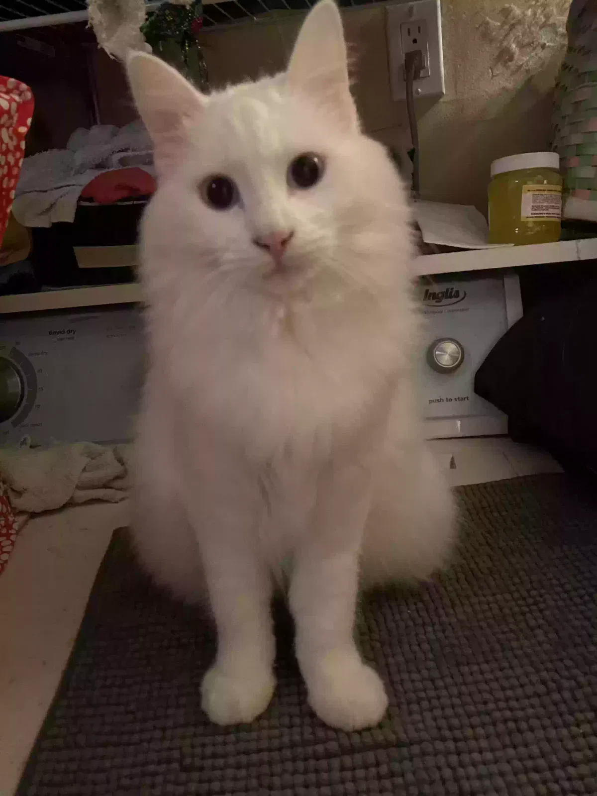 Lost cat in Richmond, CA, 94801