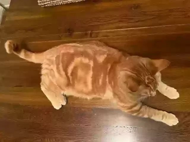 Lost cat in San Rafael, CA, 94901