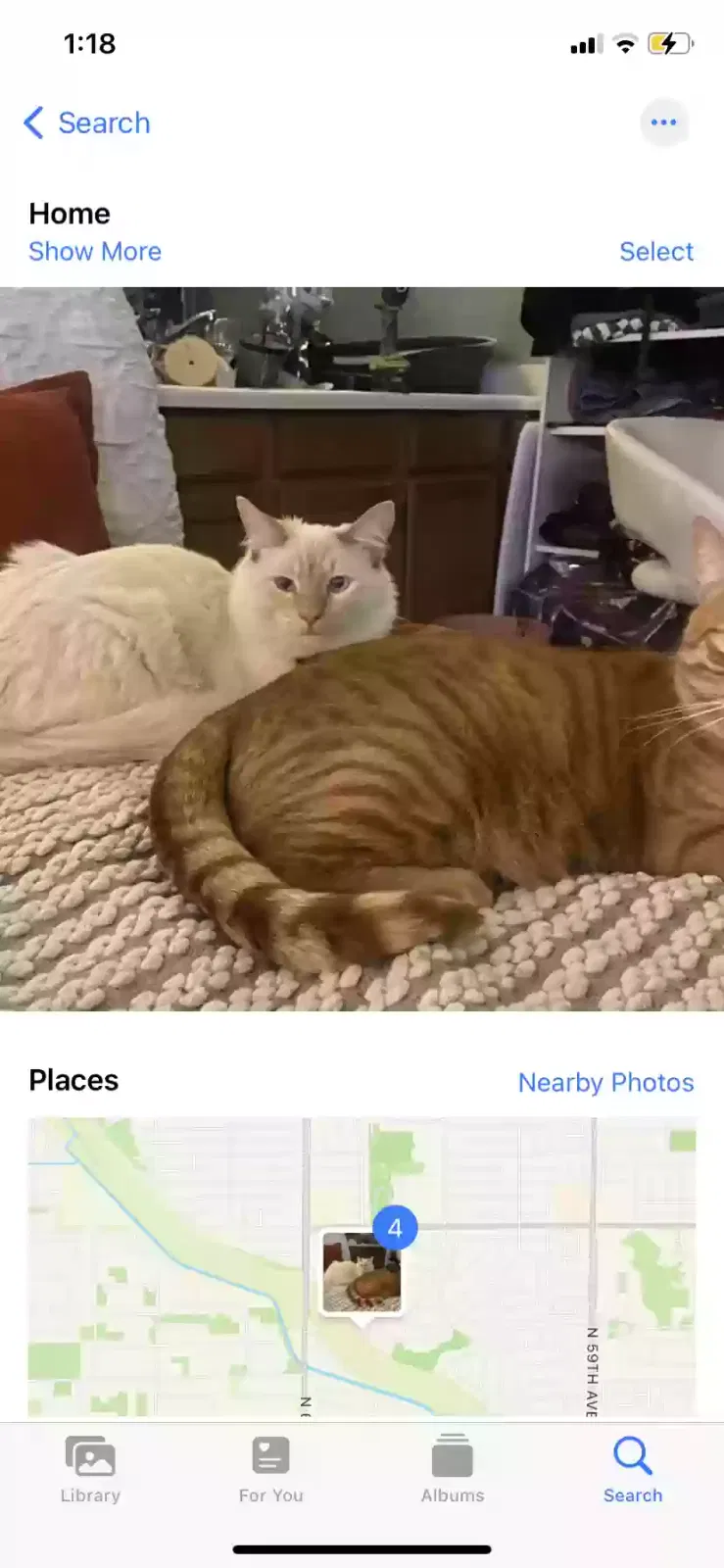 Lost cat in Glendale, AZ, 85306