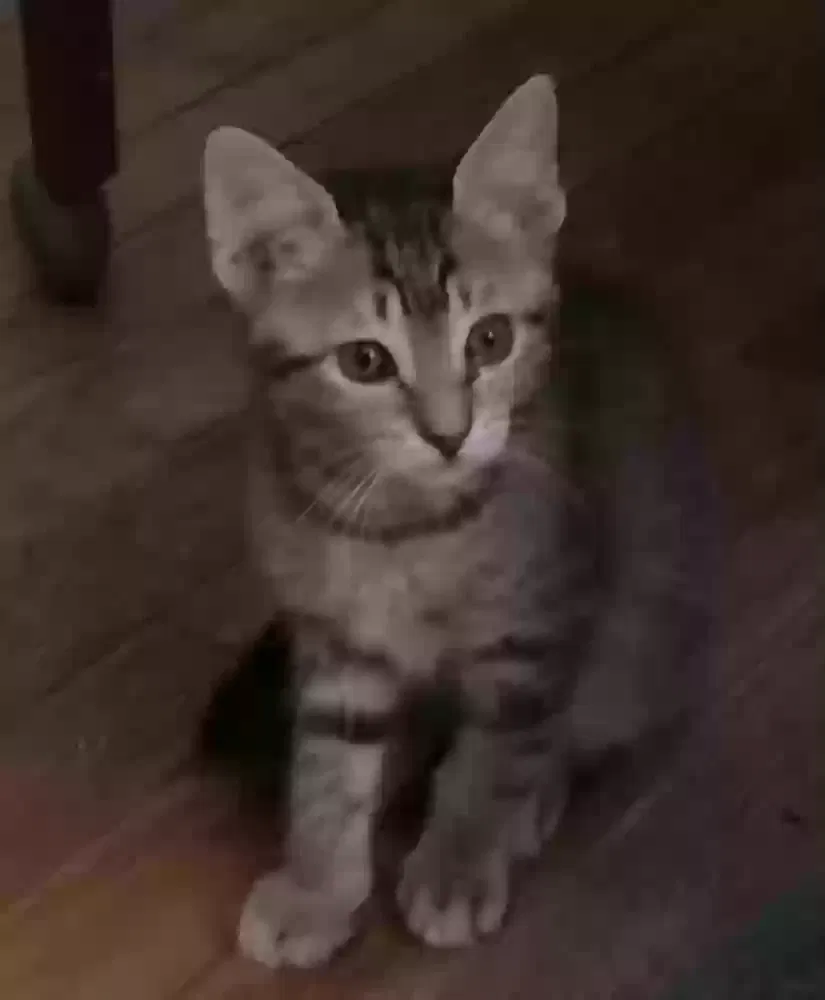 Lost cat in Miami, FL, 33134