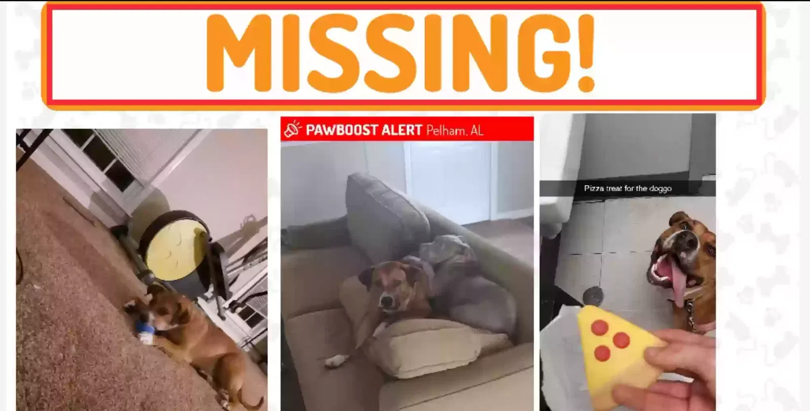 Lost dog in Pelham, AL, 35124