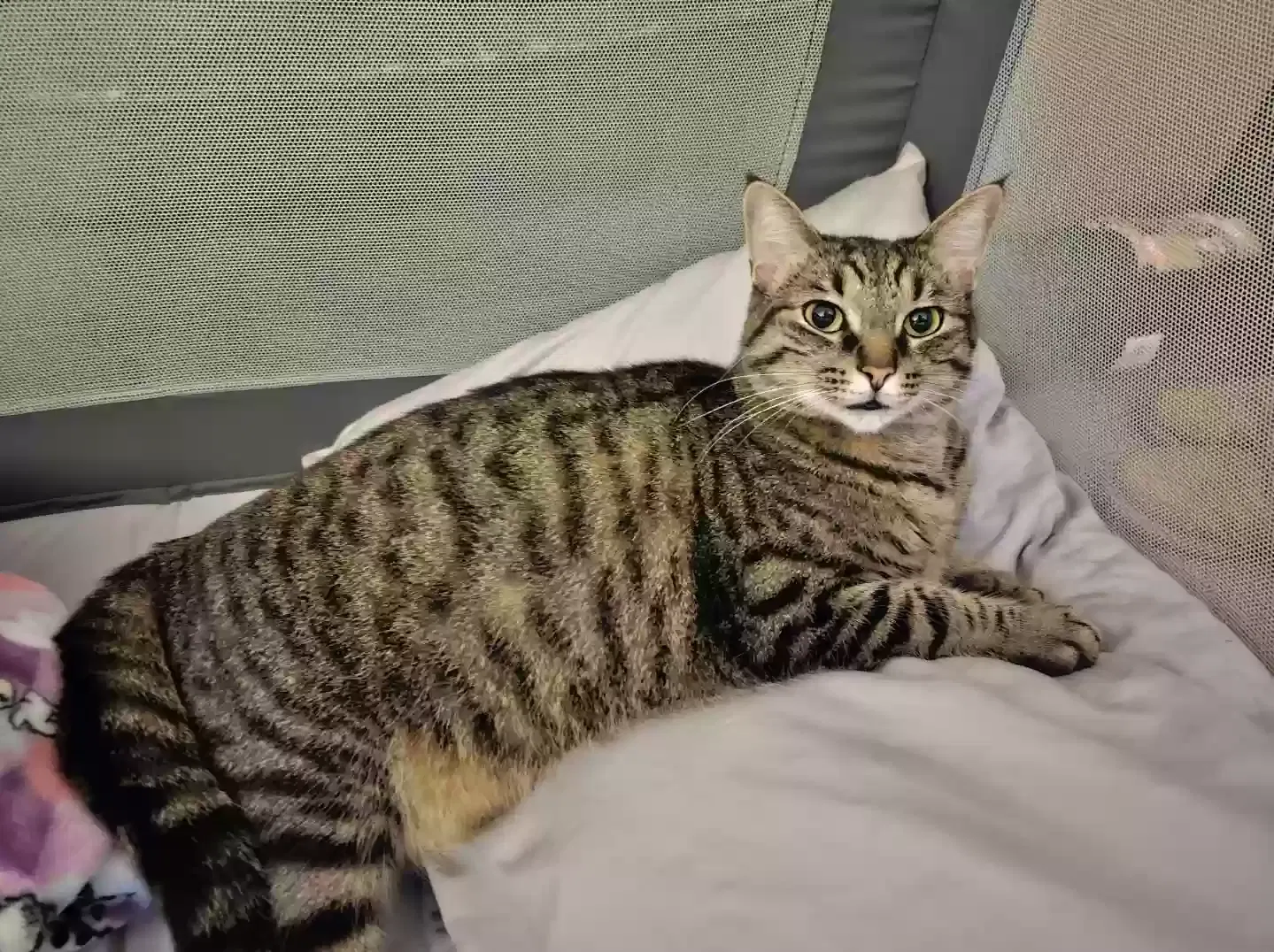 Lost cat in Cincinnati, OH, 45255