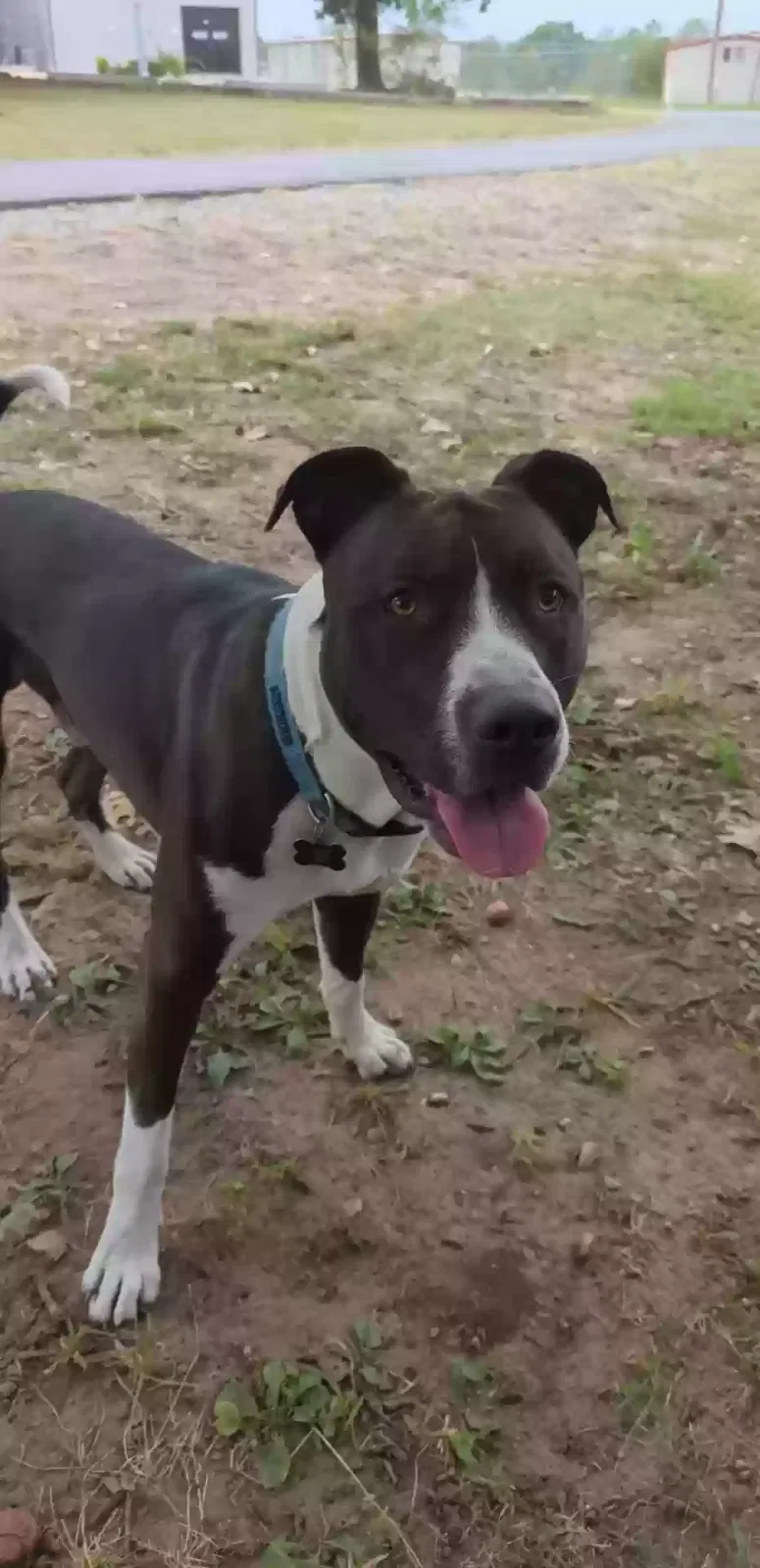 Lost dog in Claremore, OK, 74017