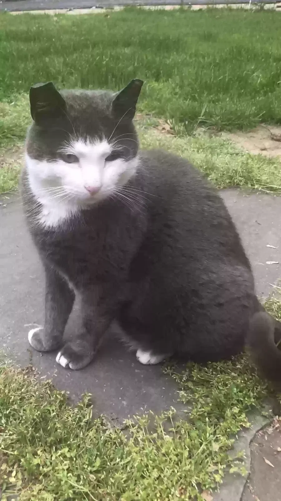 Lost cat in Freehold, NJ, 7728