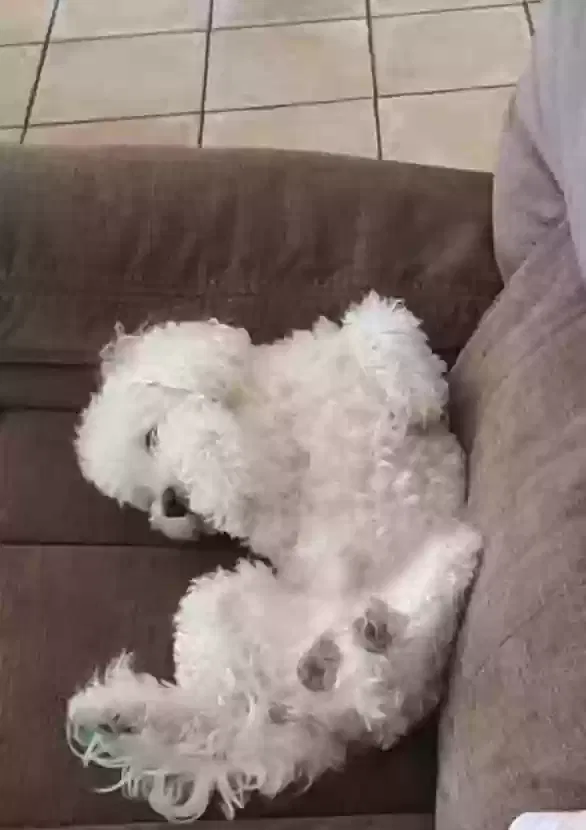 Lost dog in Phoenix, AZ, 85051