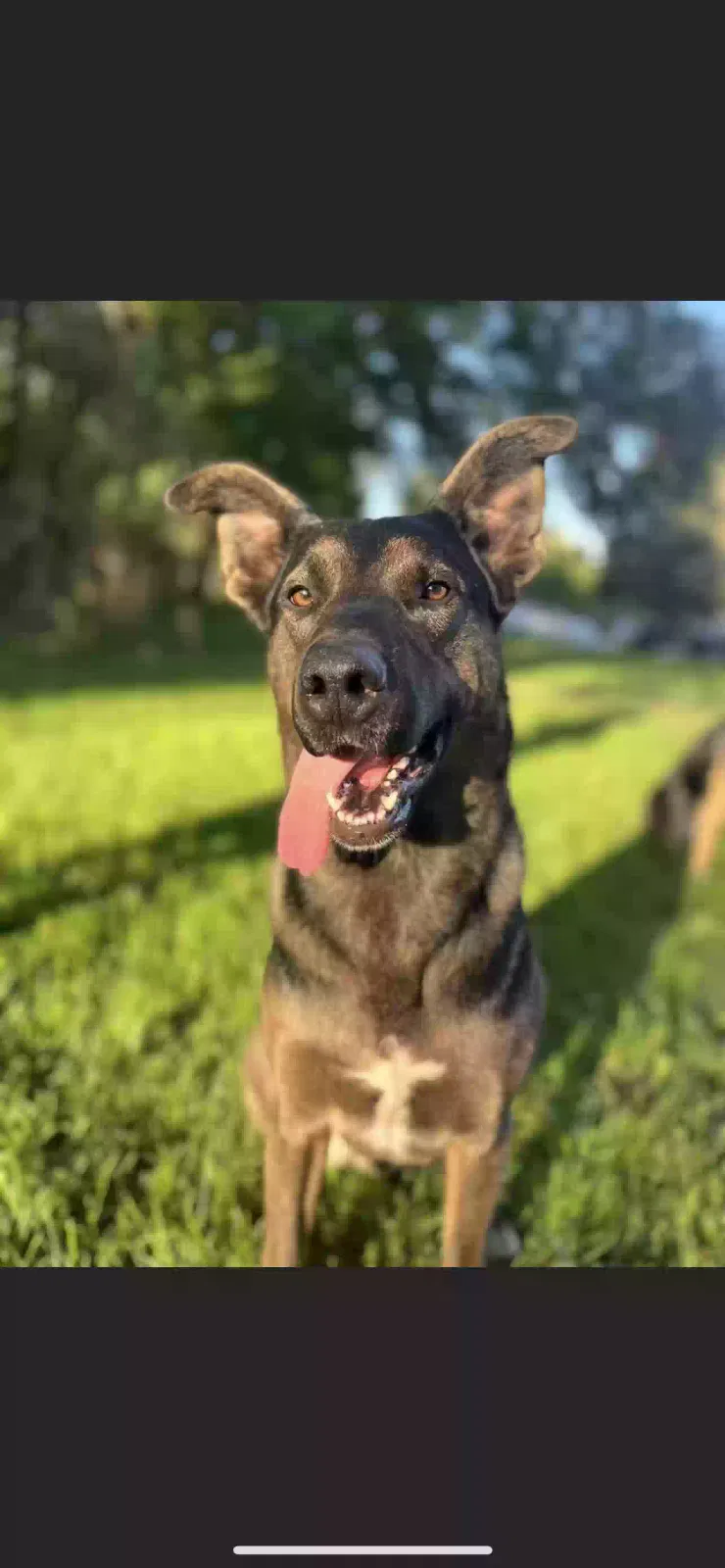 Lost dog in Mount Clemens, MI, 48043