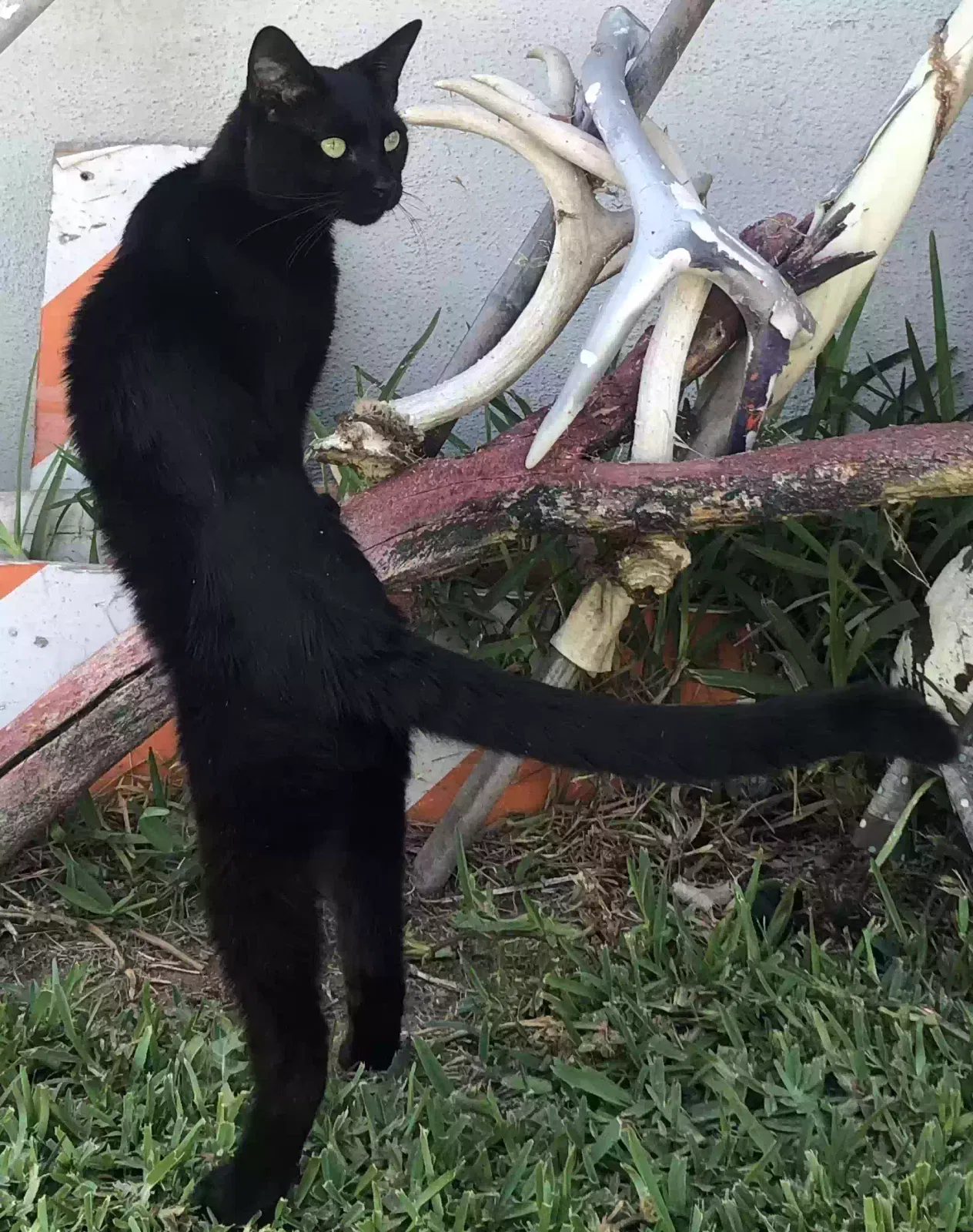Lost cat in San Gabriel, CA, 91776