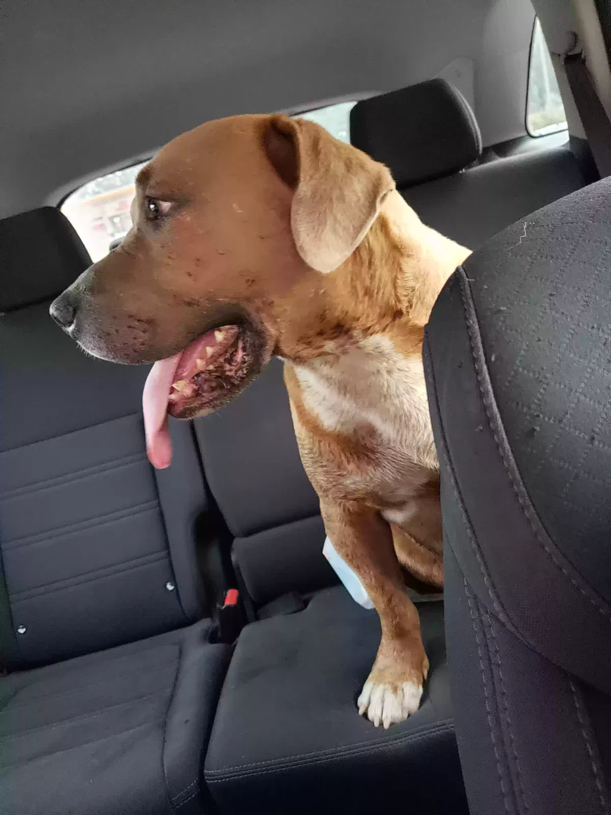 Found dog in Macon, GA, 31210