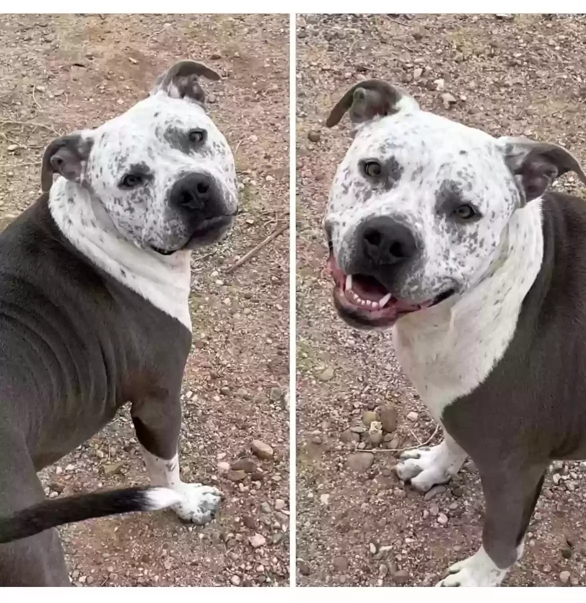 Lost dog in Veguita, NM, 87062